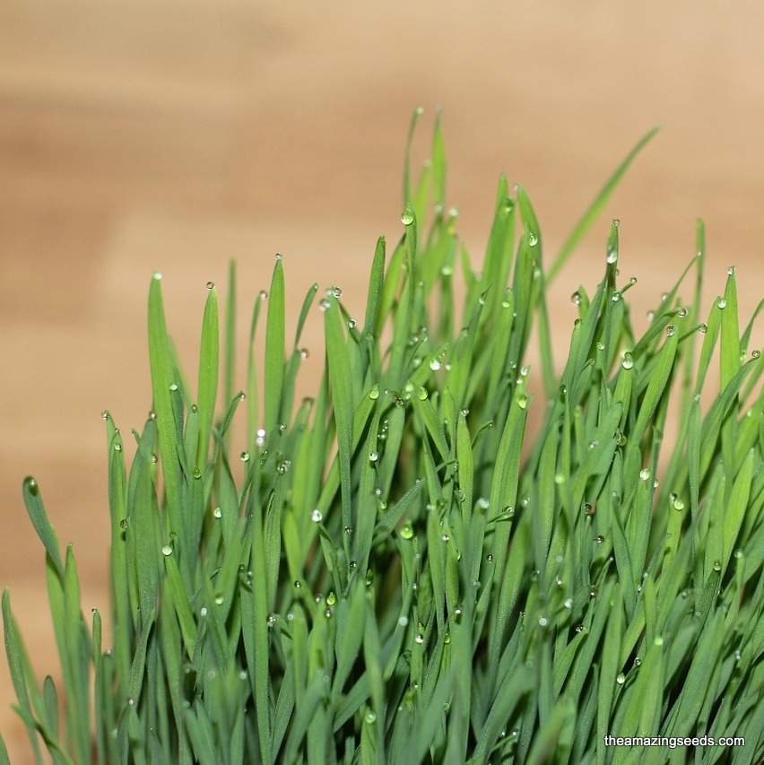 wheatgrass seeds for planting Organic Wheatgrass Seeds/Wheat grass Juicing/Pet Grass