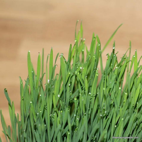 Organic Wheatgrass Seeds/Wheat grass Juicing/Pet Grass