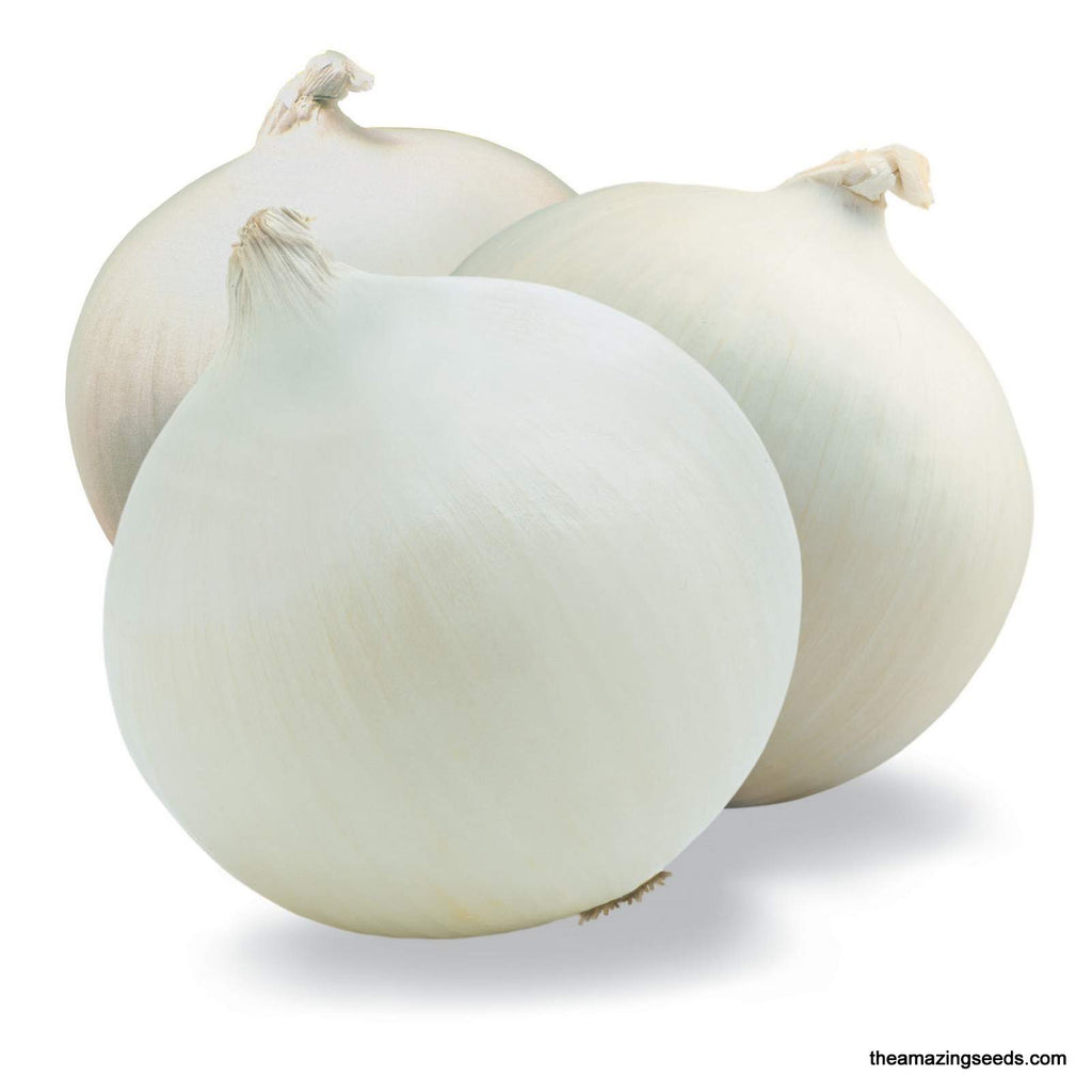 Onion - White Sweet Spanish