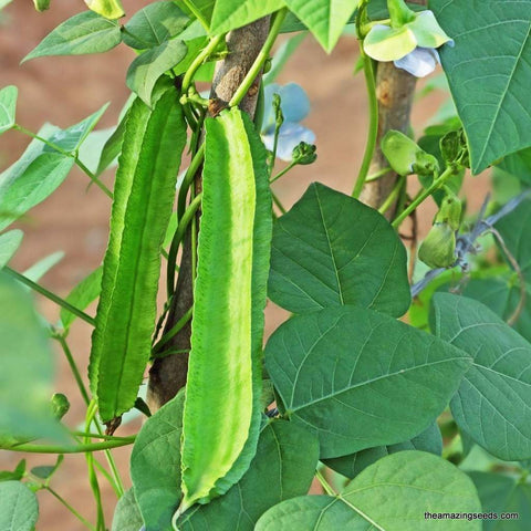 Beans, Winged Bean, Asparagus pea, Winged pea, Four Angled bean, Manila bean