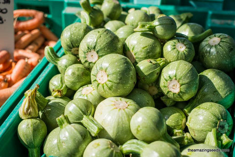 Heirloom Round Zucchini Bush Summer Squash Seeds