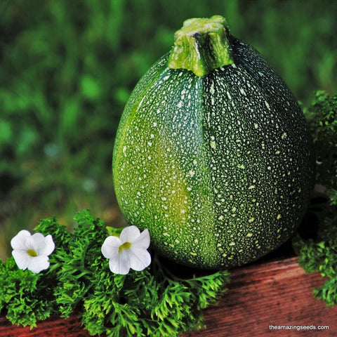 Heirloom Round Zucchini Bush Summer Squash Seeds