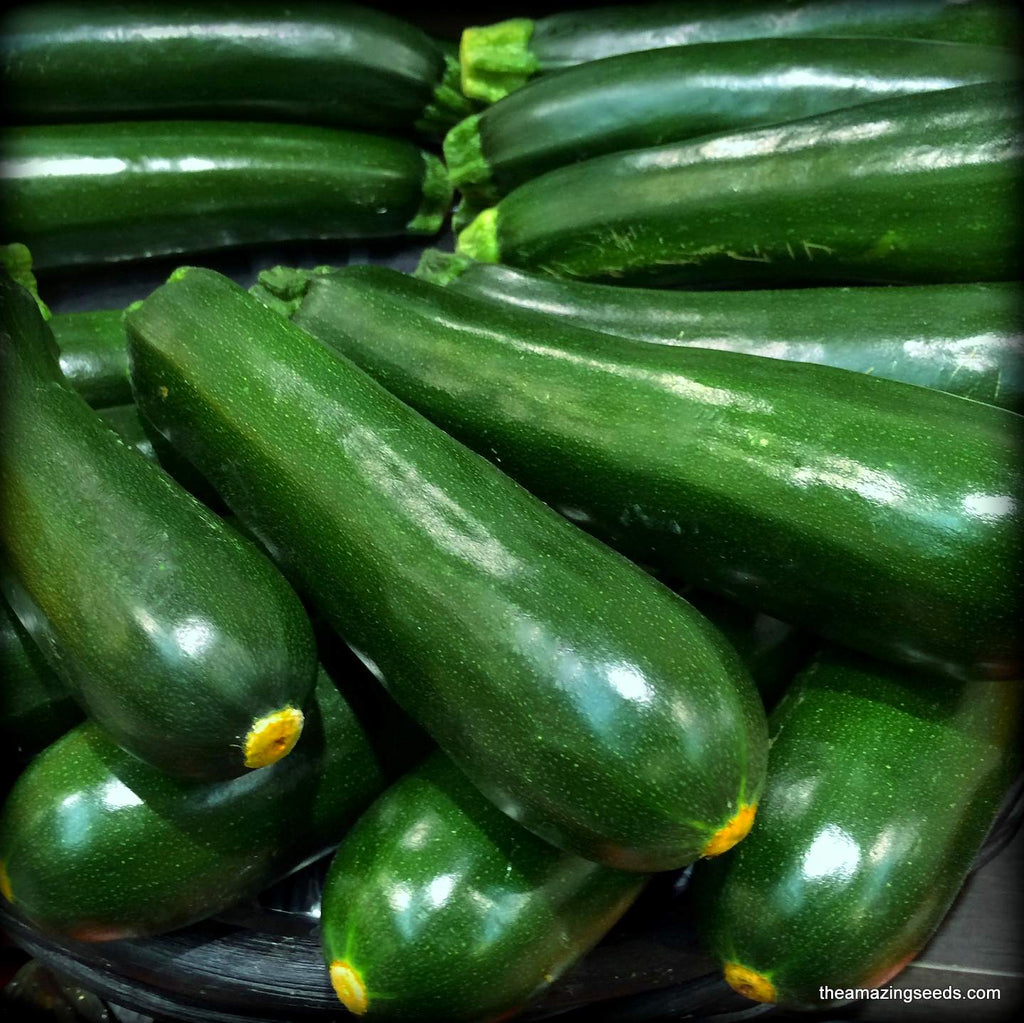 Heirloom Summer Squash, Zucchini Dark Green Seeds
