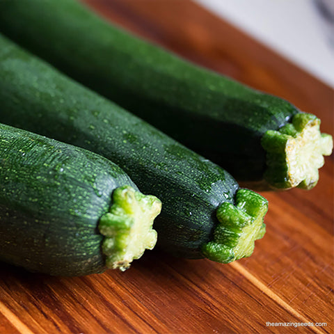 Black Beauty zucchini, Summer Squash Seeds Heirloom